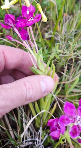 Image of Lapeirousia silenoides by (c) Andreas Schneider, some rights reserved (CC BY)