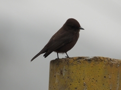 Pyrocephalus rubinus obscurus