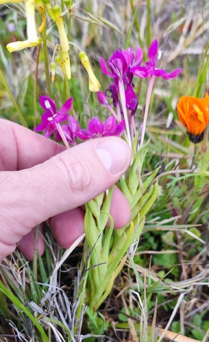 Lapeirousia silenoides