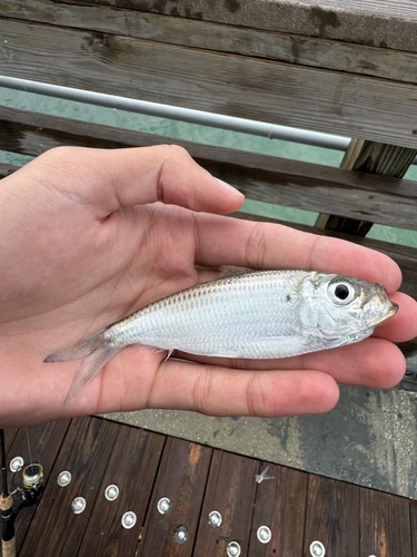 Blackbill sprat (Harengula clupeola) — Clupeidae — 4