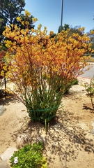 Anigozanthos flavidus