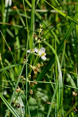 Sagittaria brevirostra