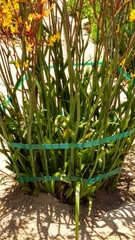 Anigozanthos flavidus