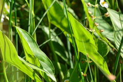 Sagittaria brevirostra