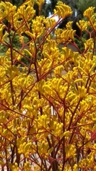 Anigozanthos flavidus