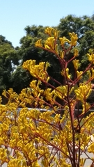 Anigozanthos flavidus