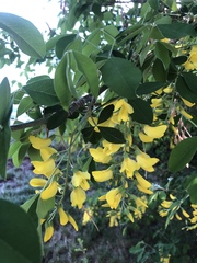 Laburnum anagyroides