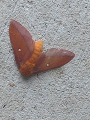 Anisota virginiensis
