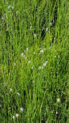 Trichophorum alpinum