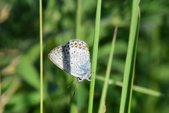 Plebejus argus