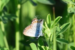 Plebejus argus