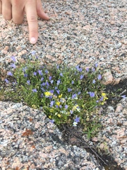 Campanula reverchonii