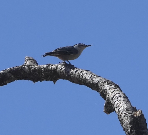 iNaturalist observation photo of White-breasted Nuthatch