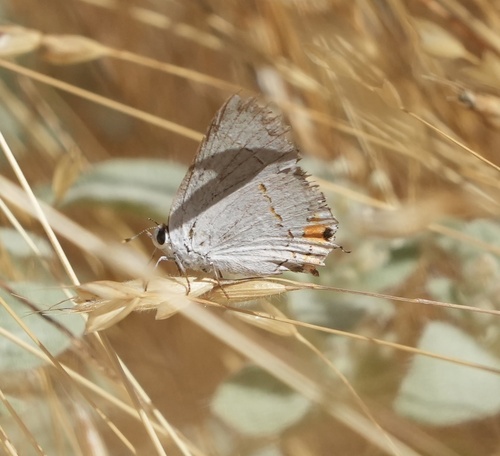 iNaturalist observation photo of Gray Hairstreak