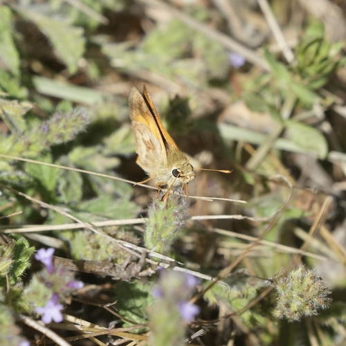 iNaturalist observation photo of Woodland Skipper