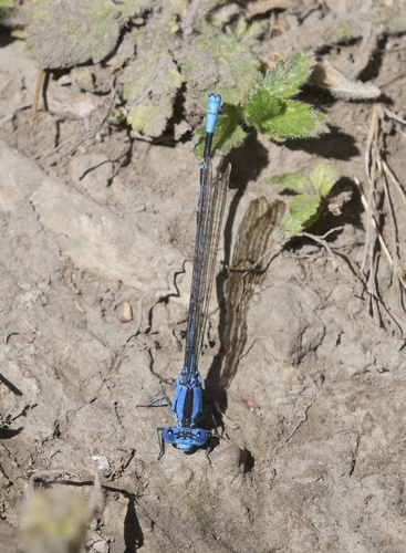 iNaturalist observation photo of Vivid Dancer