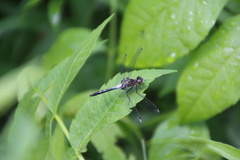 Leucorrhinia frigida