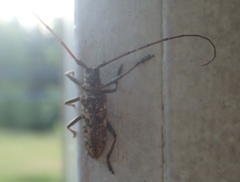 Monochamus marmorator