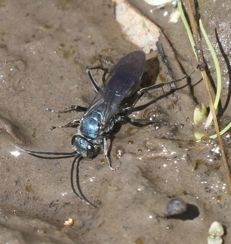 iNaturalist observation photo of Ageniella