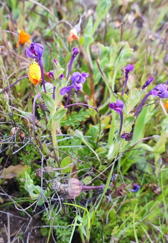 Image of Lapeirousia jacquinii by (c) Andreas Schneider, some rights reserved (CC BY)