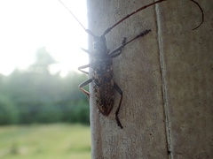 Monochamus marmorator