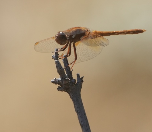 iNaturalist observation photo of Cardinal Meadowhawk