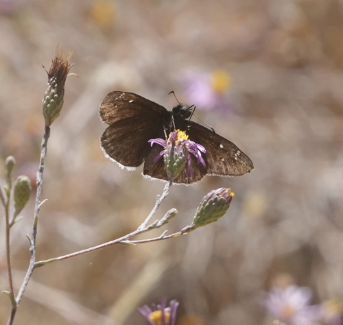 iNaturalist observation photo of Mournful Duskywing