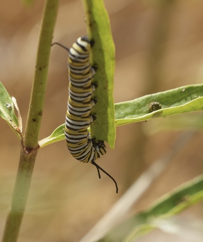 iNaturalist observation photo of Monarch