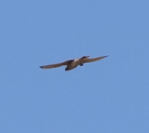 iNaturalist observation photo of American Kestrel