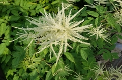 Aruncus