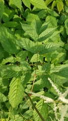 Aruncus