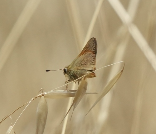 iNaturalist observation photo of Woodland Skipper
