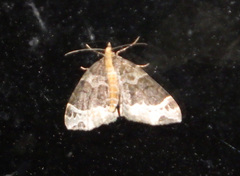 Ecliptopera capitata