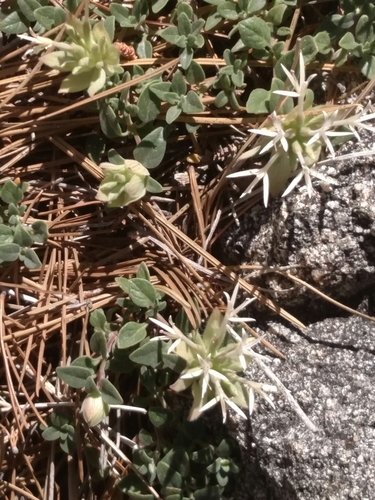 Image of Monardella nana by no rights reserved
