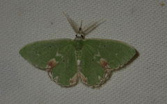 Comibaena bajularia