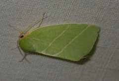 Bena bicolorana