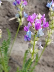 Oxytropis borealis viscida