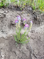 Oxytropis borealis viscida
