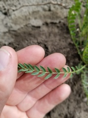 Oxytropis borealis viscida
