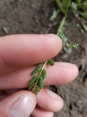 Oxytropis borealis viscida