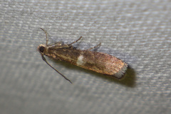 Elegia similella