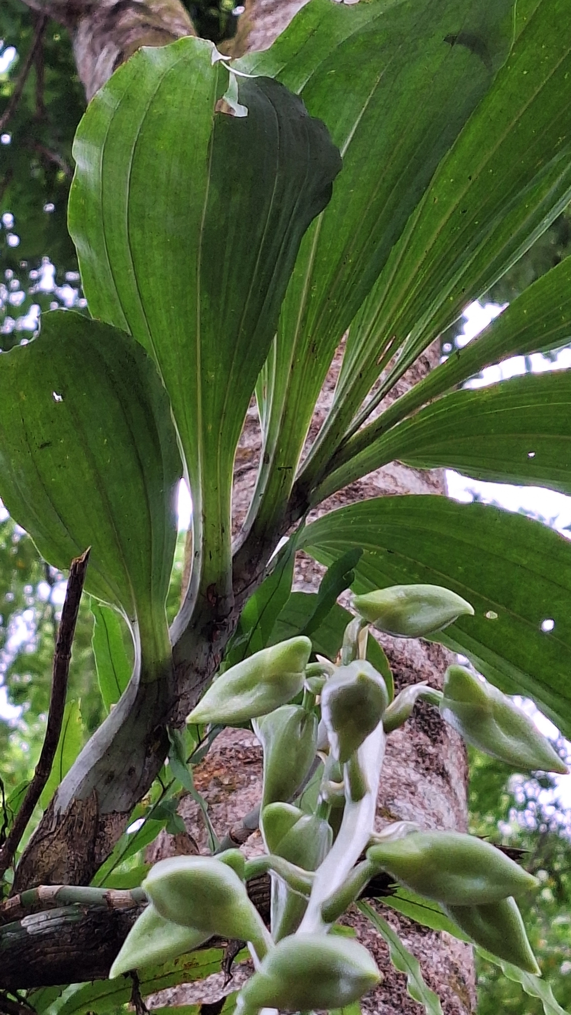 Imagem de Orquídea-cara-de-macaco