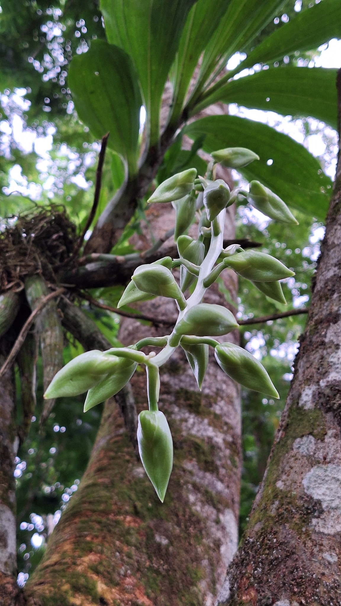 Imagem de Orquídea-cara-de-macaco