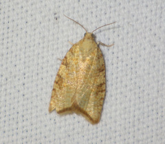 Aleimma loeflingiana