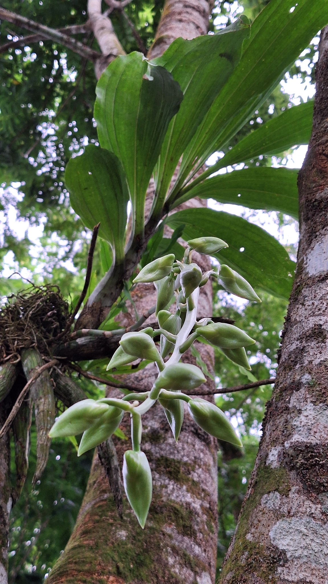 Imagem de Orquídea-cara-de-macaco