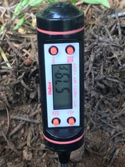 Butyriboletus primiregius