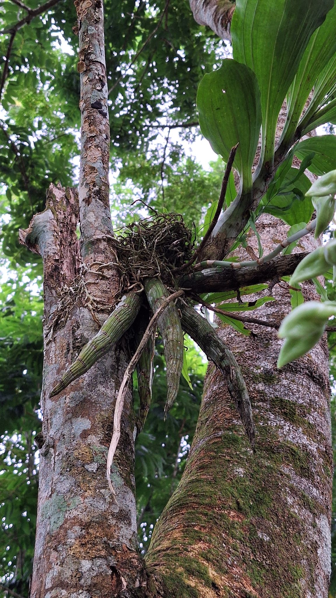 Imagem de Orquídea-cara-de-macaco