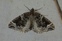 Eulithis prunata