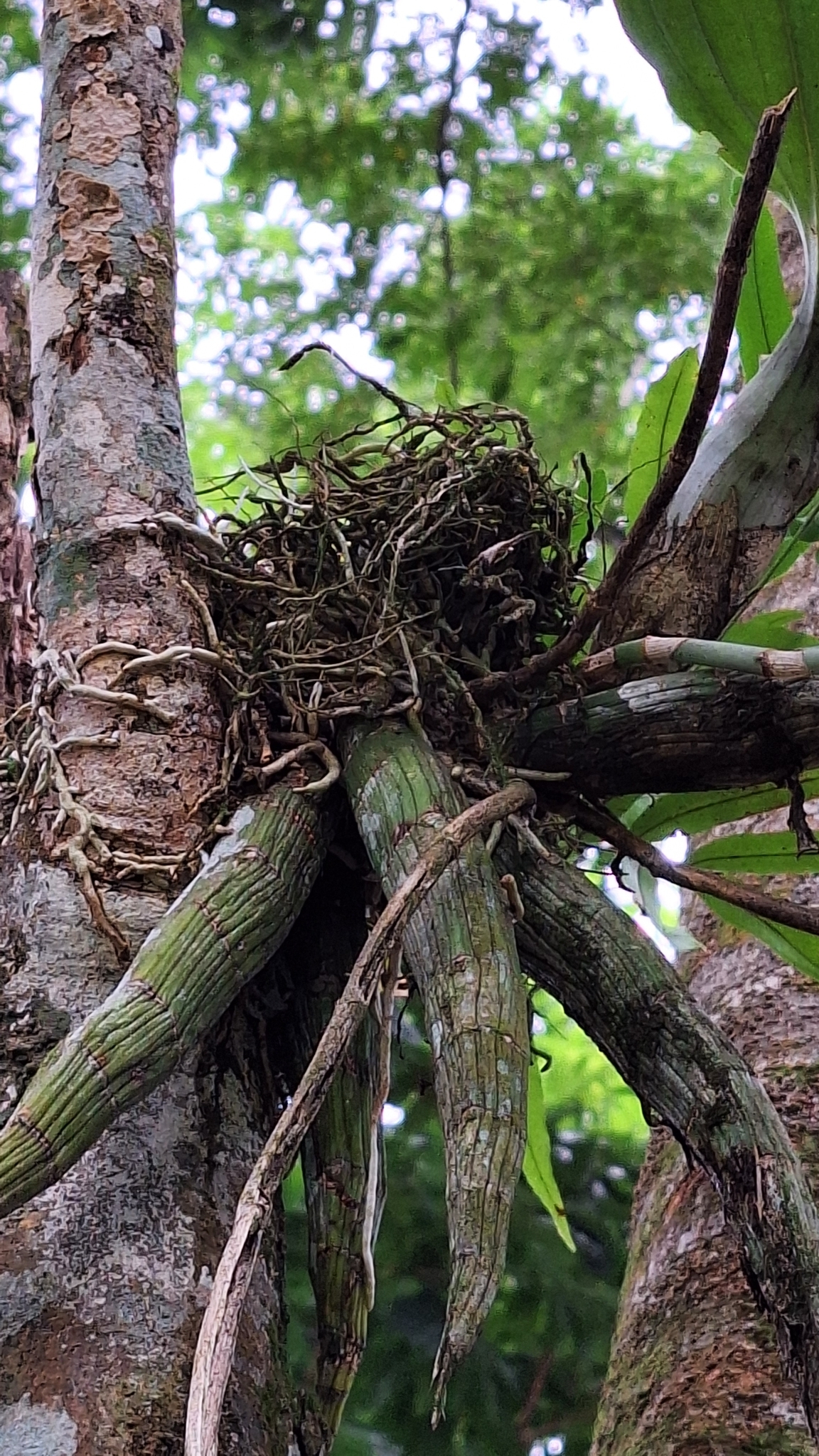 Imagem de Orquídea-cara-de-macaco