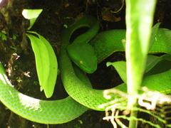 Trimeresurus vogeli